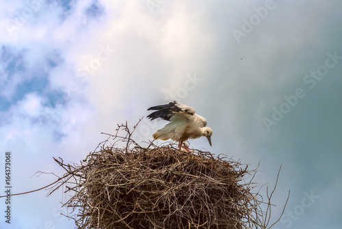 Stork in a nest against the sky and clouds