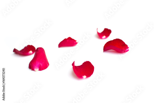Wallpaper Mural Red rose petals isolated on white background for valentine background or romantic event.(selective focus) Torontodigital.ca