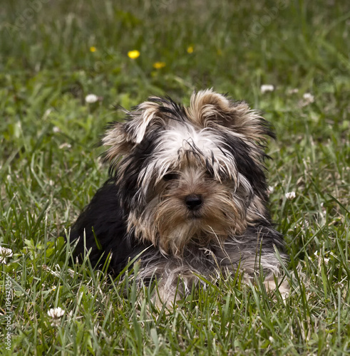 Little dog in the green grass