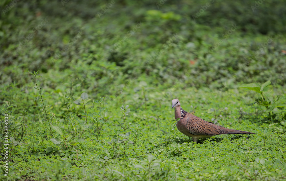 Spotted Dove Standing On Grass In The Temple Of Thailand. Spotted Dove Standing On Grass In The Temple Of Thailand.