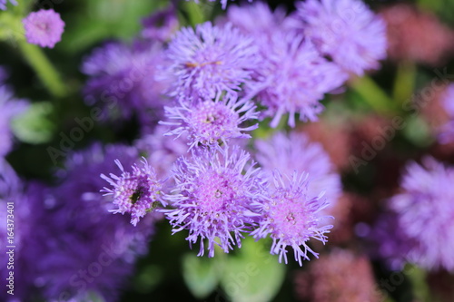 blauer Leberbalsam