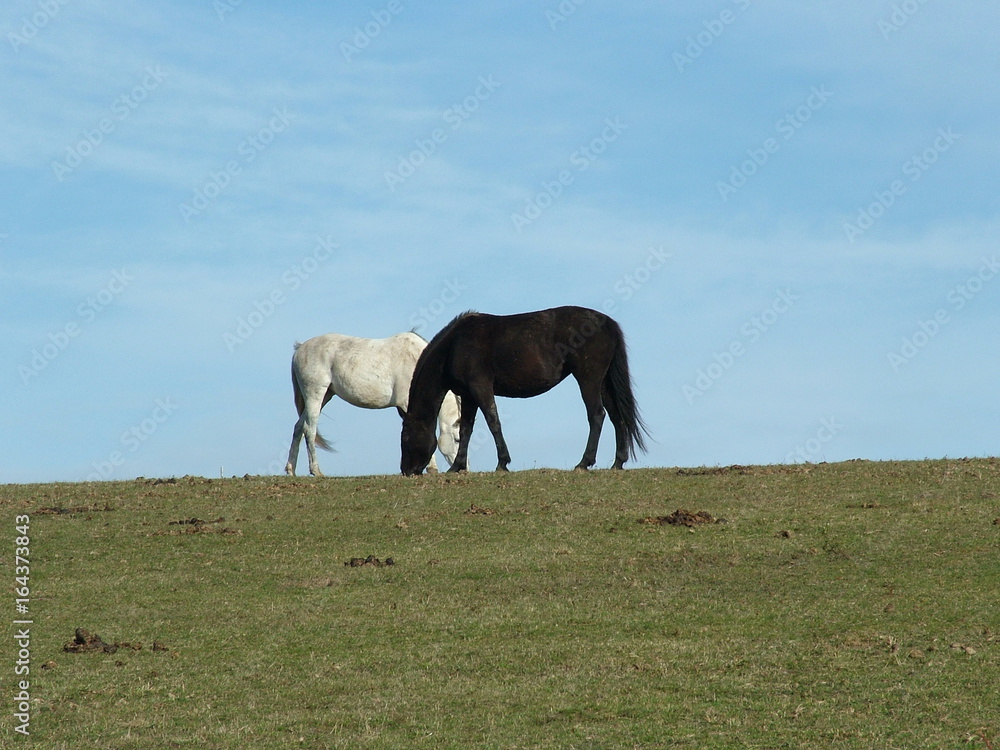 Fototapeta premium Black and white Hors