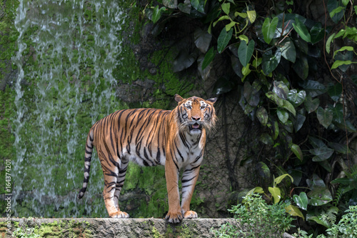Fototapeta Naklejka Na Ścianę i Meble -  A Tiger Live In Khao Kheow Open Zoo,Thailand.