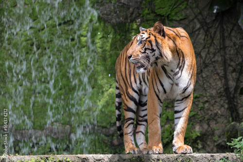 A Tiger Live In Khao Kheow Open Zoo Thailand.