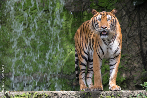 A Tiger Live In Khao Kheow Open Zoo Thailand.