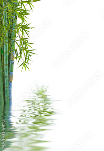  reflets de bambou, fond blanc 