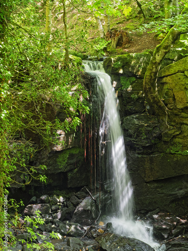 In lush Derbyshire woodland Bentley Brook tumbles over a rocky  moss covered  outcrop falling on rocks below