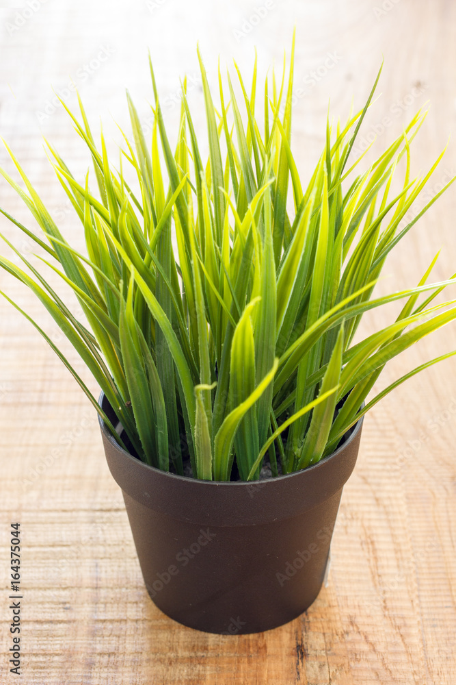 Potted grass. Potted grass.