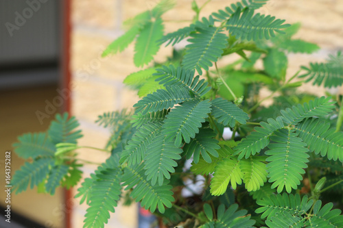 Sensitive plant or mimosa pudica
