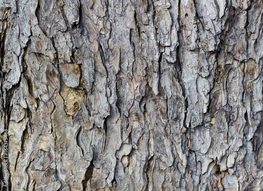 bark of tree bark of tree