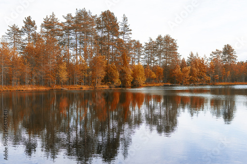 Landscape lake and forest