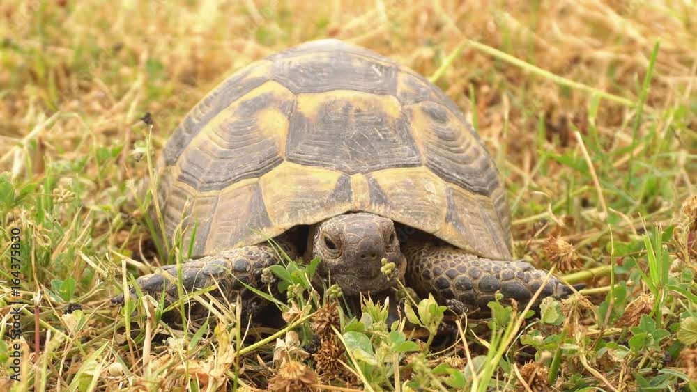 Turtle slowly moving through the scene on green grass Turtle slowly moving through the scene on green grass