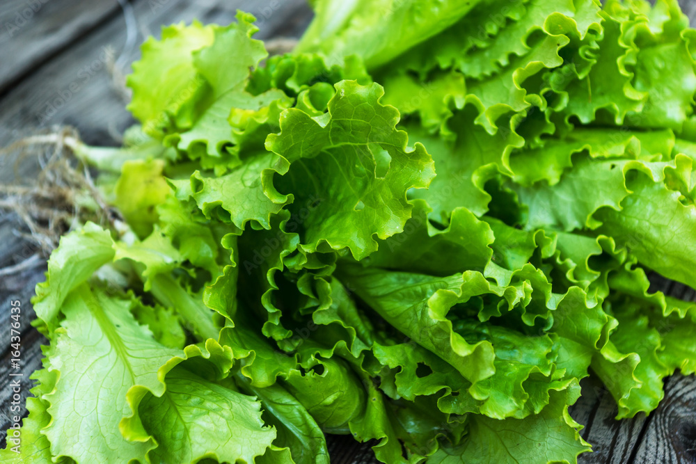 Bunch of leaf lettuce old wooden table Bunch of leaf lettuce old wooden table