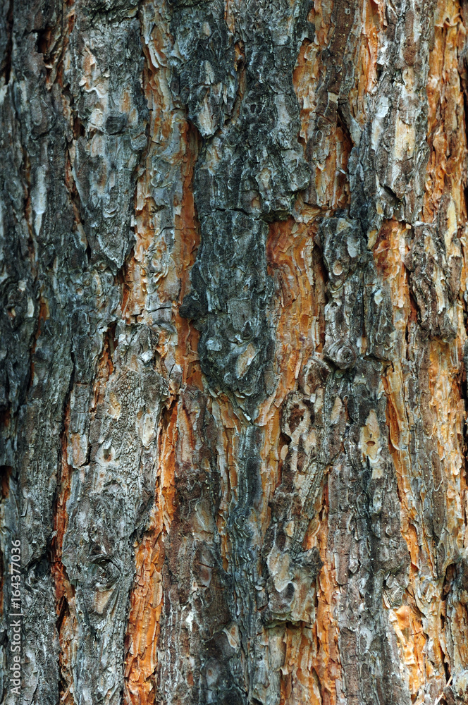 Natural background. Pine bark Natural background. Pine bark