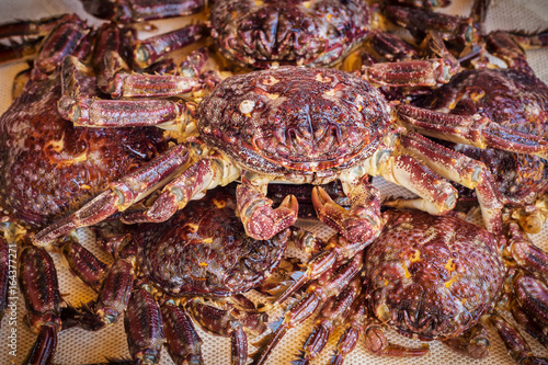 Dungeness crab on display shelf at market