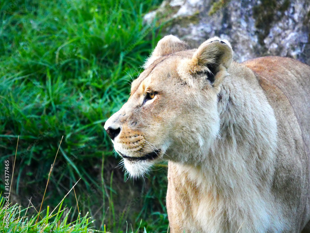 Fototapeta premium Lion