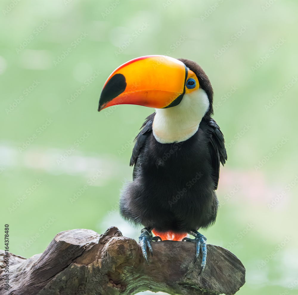 Obraz premium Toucan bird on the forest
