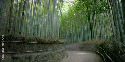 Bamboo Forest