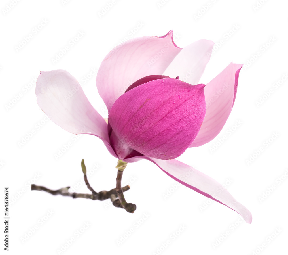 Fototapeta premium magnolia flowers isolated on white background