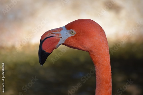 Flamingo Head