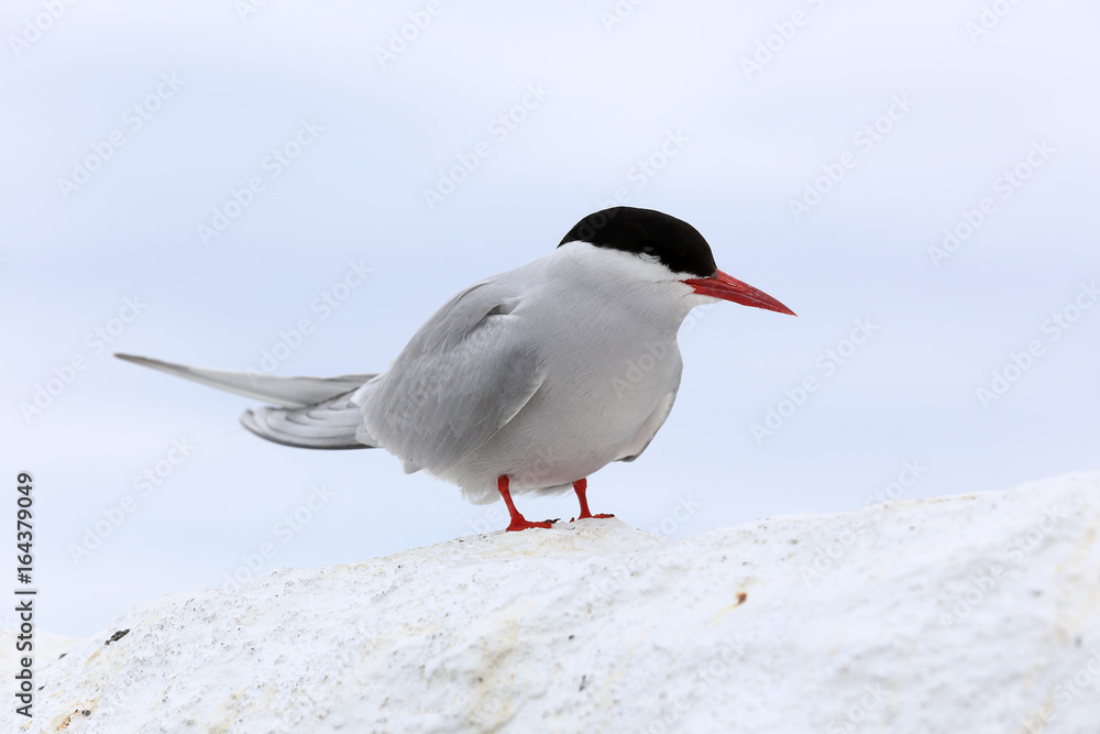 Arctic Tern (Sterna paradisaea), adult standing, Farne Islands, Northumbria, England, UK. Arctic Tern (Sterna paradisaea), adult standing, Farne Islands, Northumbria, England, UK.