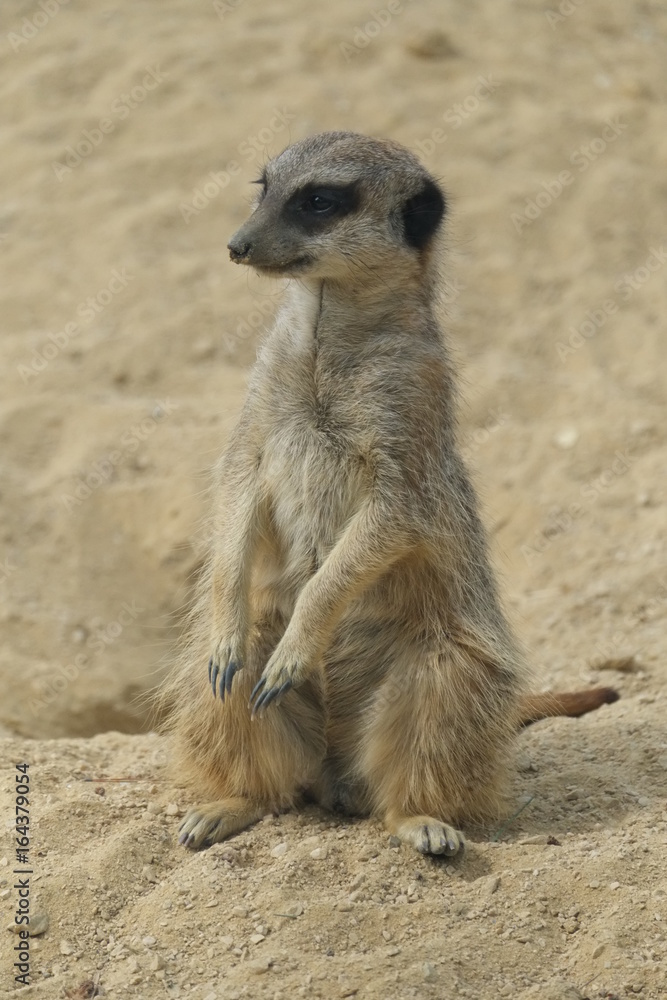 Fototapeta premium Le suricate, la sentinelle du désert