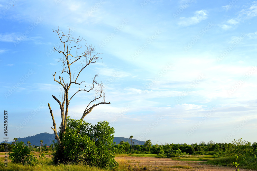 Obraz premium Land trees and blue sky 2