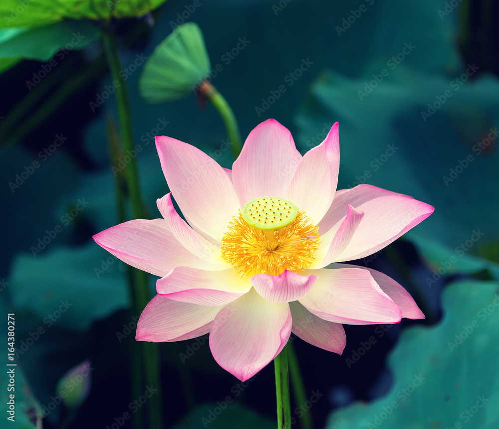 Lotus flower in pond