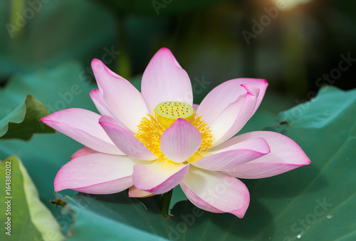 Fototapeta Naklejka Na Ścianę i Meble -  Lotus flower in pond