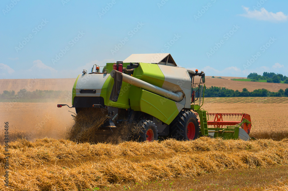 Fototapeta premium Combine harvester harvest ripe wheat on a farm