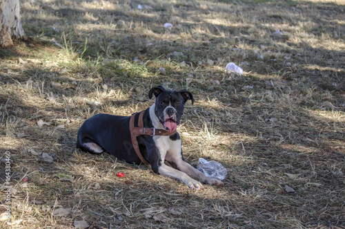 Boxer photo