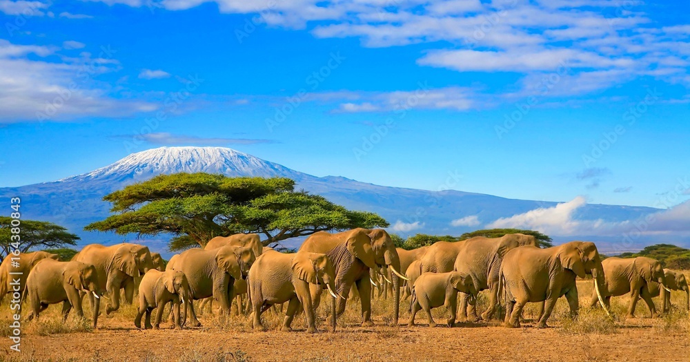 Fototapeta Stado słoni afrykańskich wziętych na wycieczkę safari do Kenii ze śnieżną górą Kilimandżaro w Tanzanii w tle, przy zachmurzonym błękitnym niebie.
