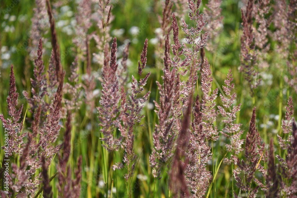 Field of the grass ears. Field of the grass ears.