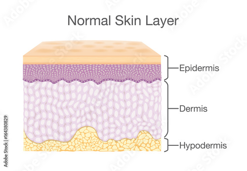 Layer of Healthy Human Skin in vector style and components information. Illustration about medical diagram. photo