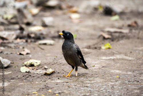 Jungle myna of the south Indian race showing blue iris - Acridotheres fuscus photo