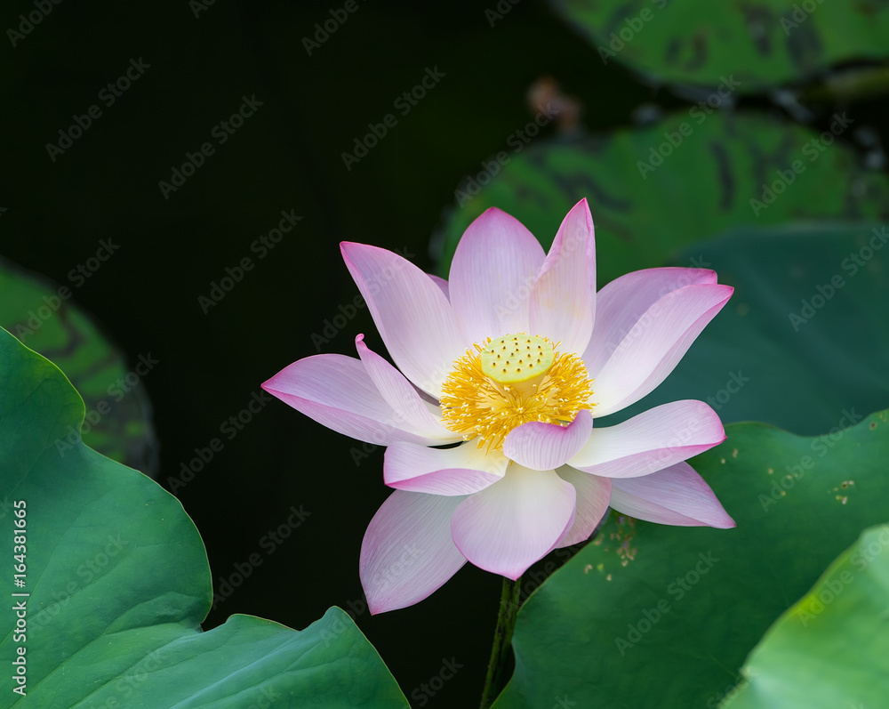 Lotus flower and Lotus flower plants