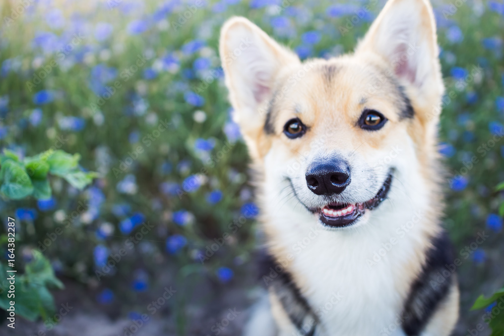 Happy and active purebred Welsh Corgi dog outdoors in the flowers on a sunny summer day.