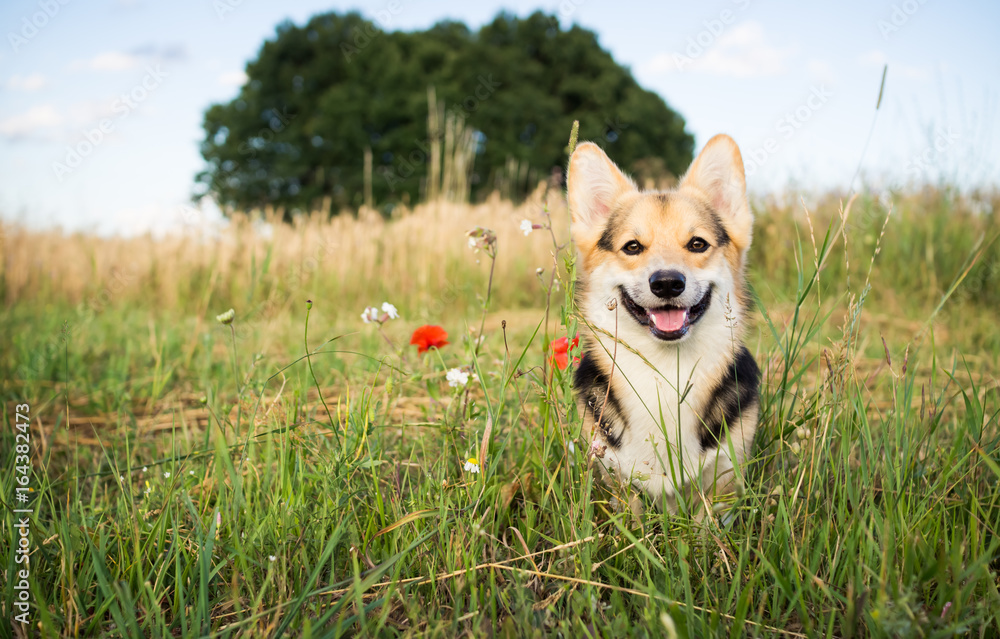 Happy and active purebred Welsh Corgi dog outdoors in the flowers on a sunny summer day. Happy and active purebred Welsh Corgi dog outdoors in the flowers on a sunny summer day.