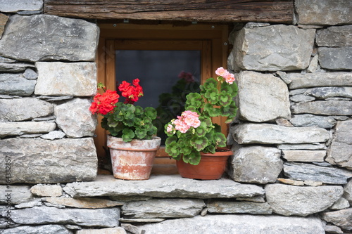 Fototapeta Naklejka Na Ścianę i Meble -  vasi di gerani