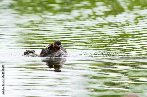 Little Grebe training her kids to swimming and protect them from hunter 