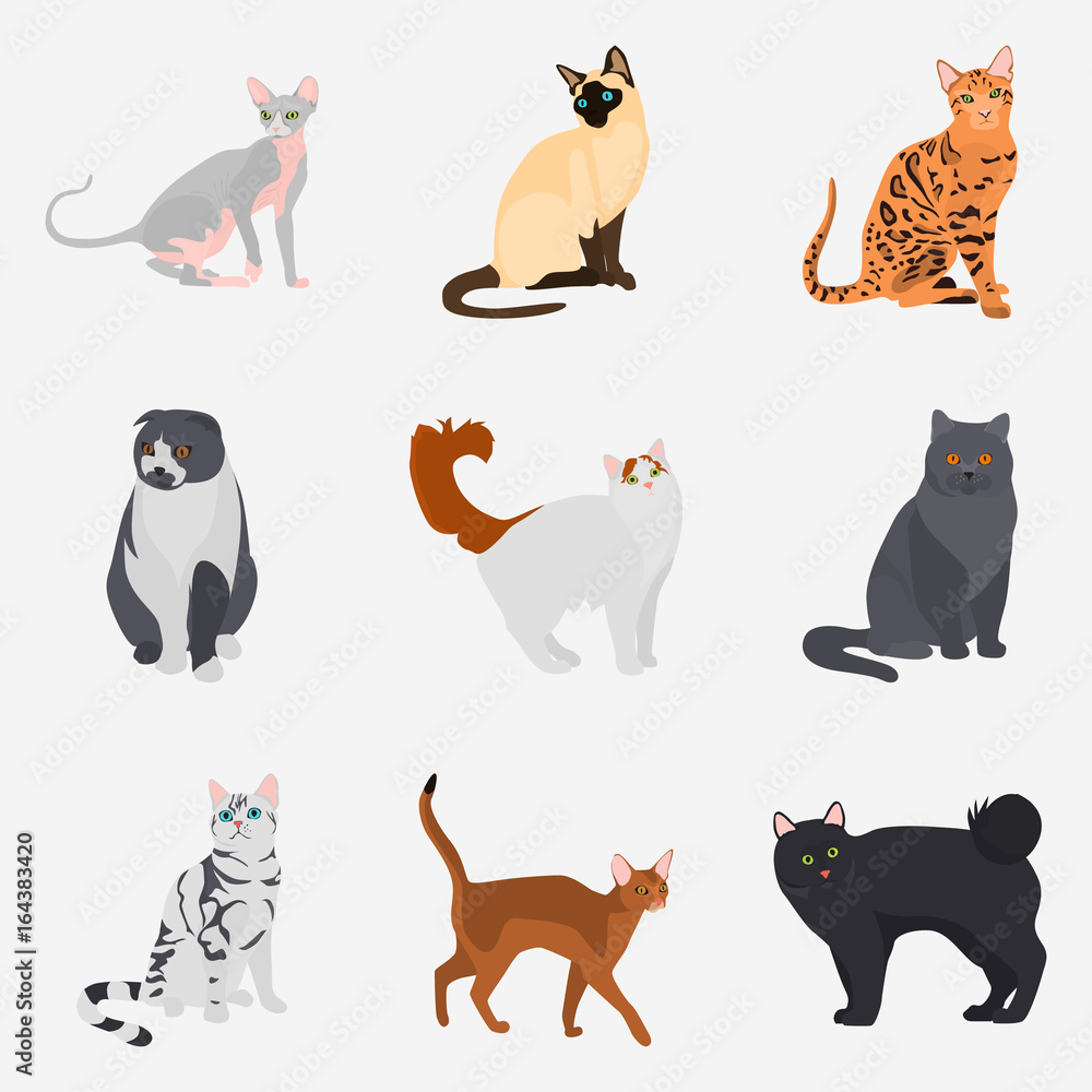 Set of cat breeds color flat icons for web and mobile design