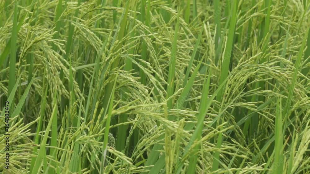 rice farm rice farm