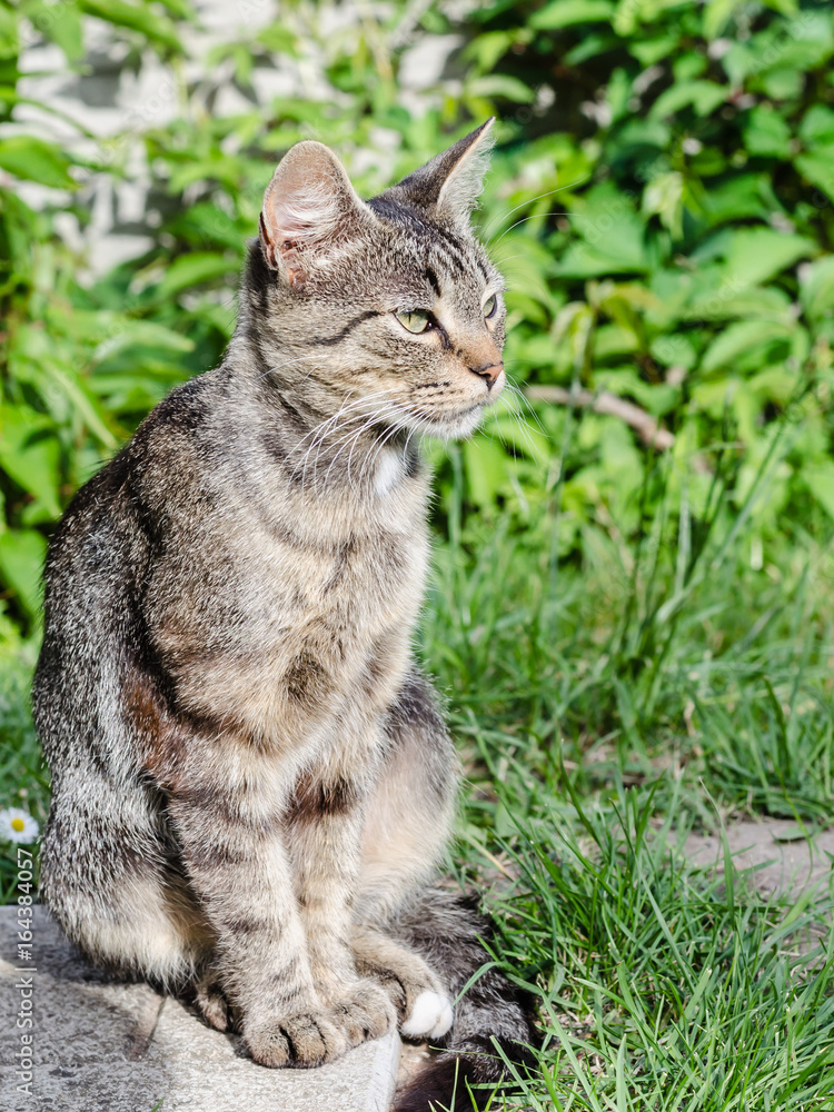 A gray cat with beautiful hair and intelligent eyes. A gray cat with beautiful hair and intelligent eyes.