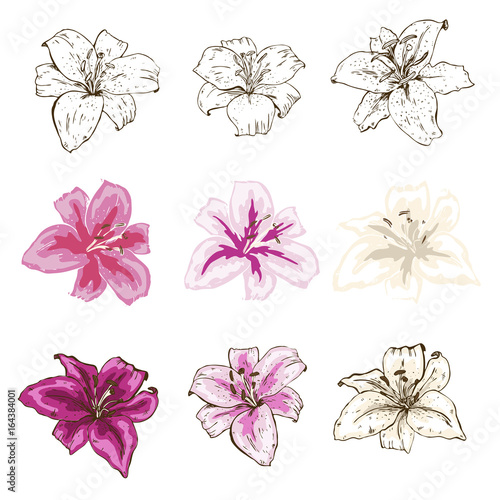 Set of lily flowers hand drawn in different styles isolated on white background. Vector illustration.