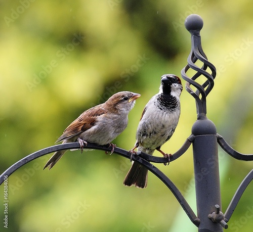 Фотография Adult Sparrow feeding the chick