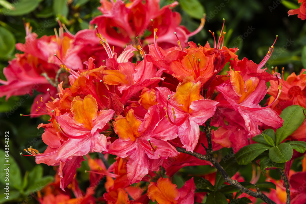 Cluster of vivid flame red Azalea flowering shrub. Cluster of vivid flame red Azalea flowering shrub.