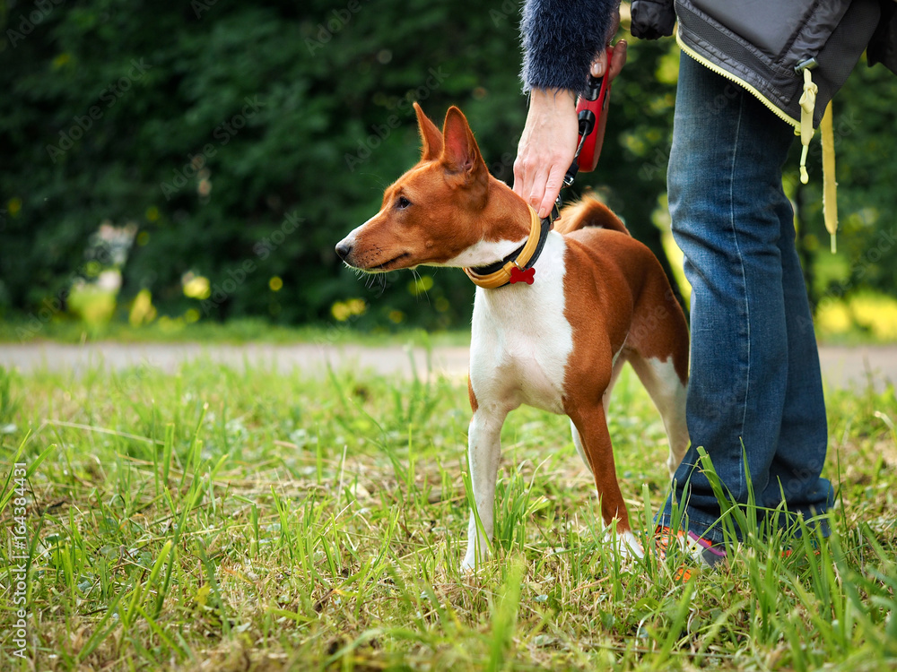 Hands mistress held the dog by the collar. Park Hands mistress held the dog by the collar. Park