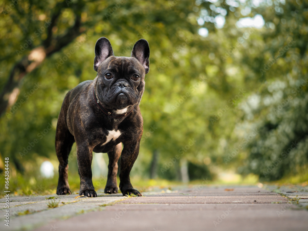 Beautiful French bulldog. Portrait of a black dog. Nature, summer, Park