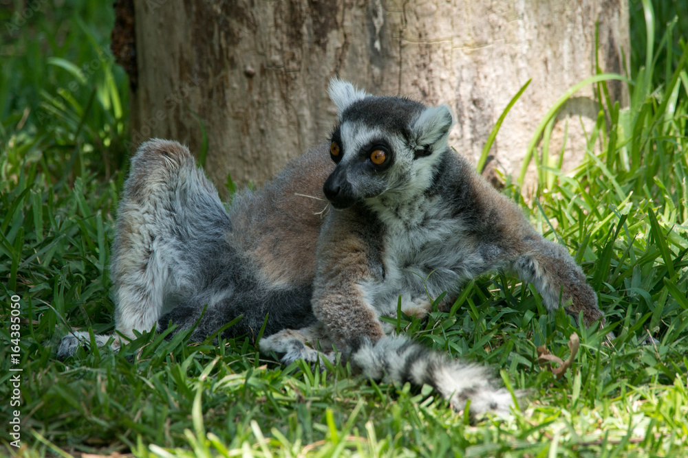 Fototapeta premium Lemur