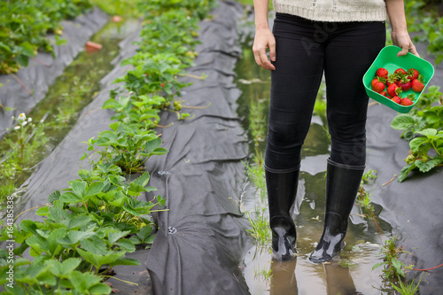 Woman picking up organic strawberries on a farm after a rain or flood. Healthy eating  vegetarian. Outdoors.